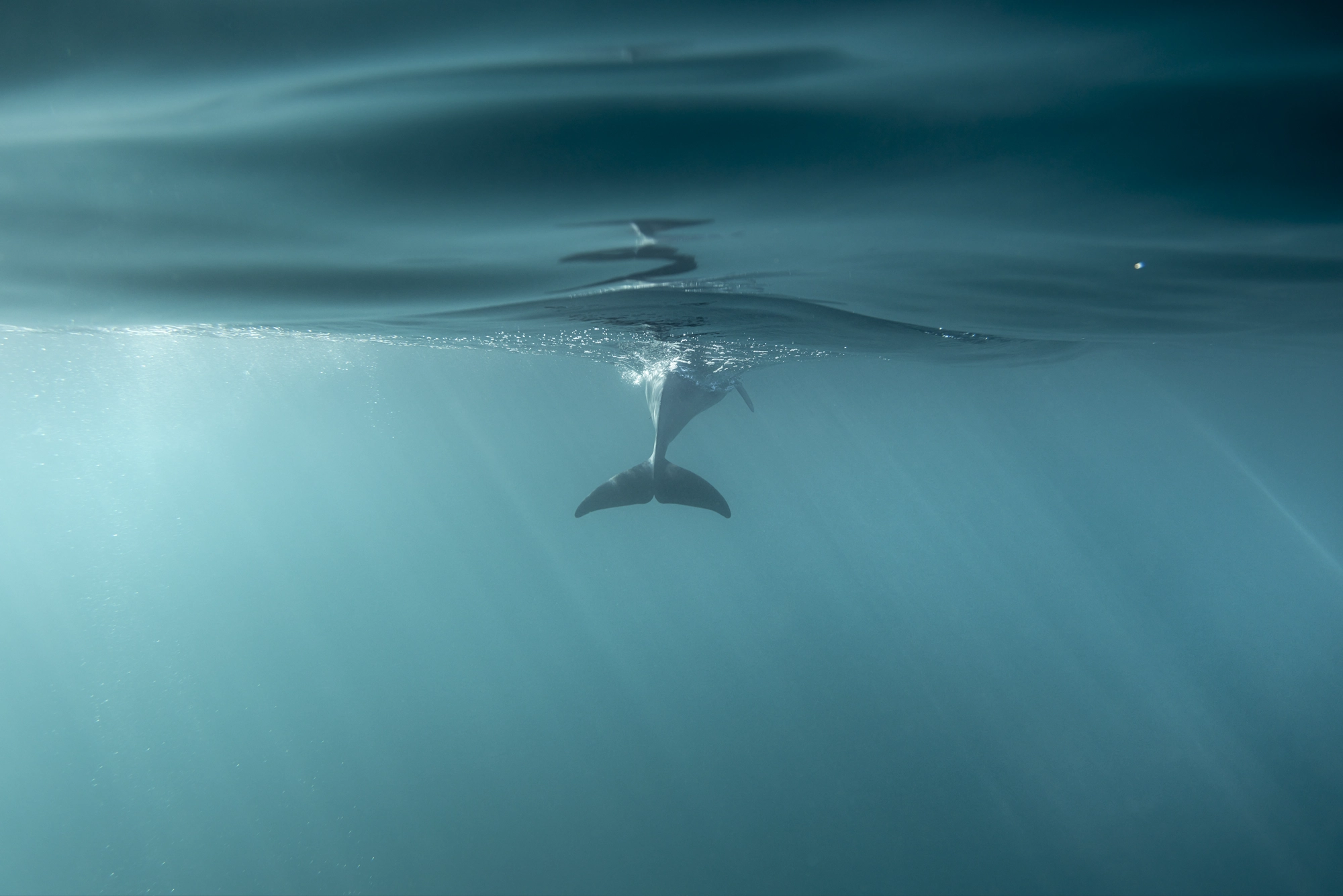 Dolphin at the surface divide, San Remo, Victoria — Matt Bagley